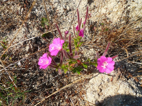 Epilobium hirsutum